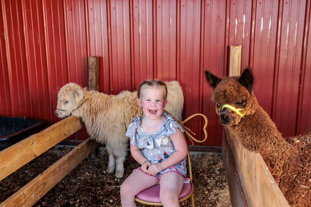 highland cow mini session